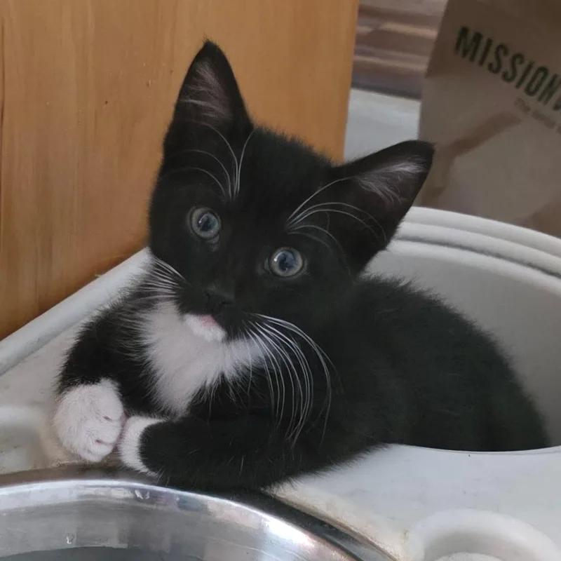 A baby small-sized male Black Domestic Short Hair cat named Shawn for adoption in Williston, FL