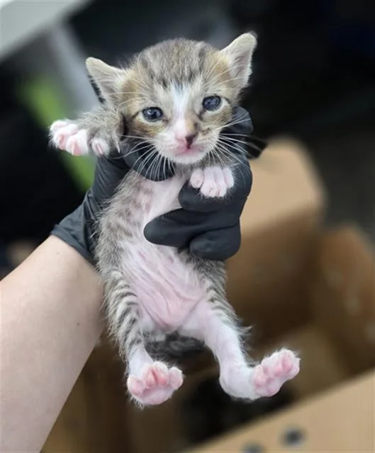 A baby medium-sized female Domestic Short Hair cat named Daphne for adoption in Dallas, TX