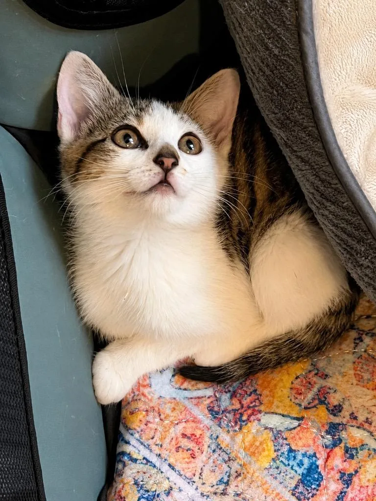 A baby small-sized male Domestic Short Hair cat named Yellowstone for adoption in Ewing, NJ