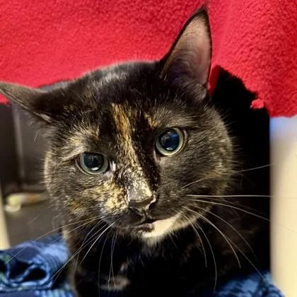 An adult medium-sized female Black Domestic Short Hair cat named Rosie for adoption in Lansing, MI