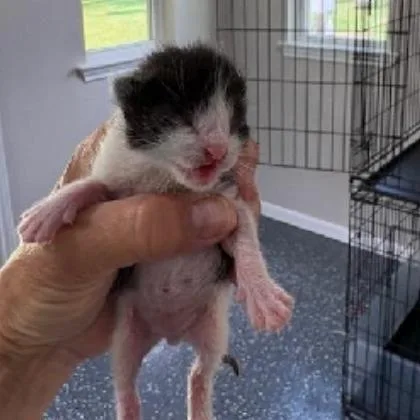 A baby small-sized male Black Domestic Short Hair cat named Felix for adoption in League City, TX