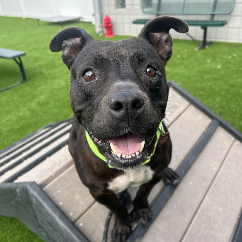 An adult medium-sized female American Staffordshire Terrier dog named Eloise for adoption in Detroit, MI