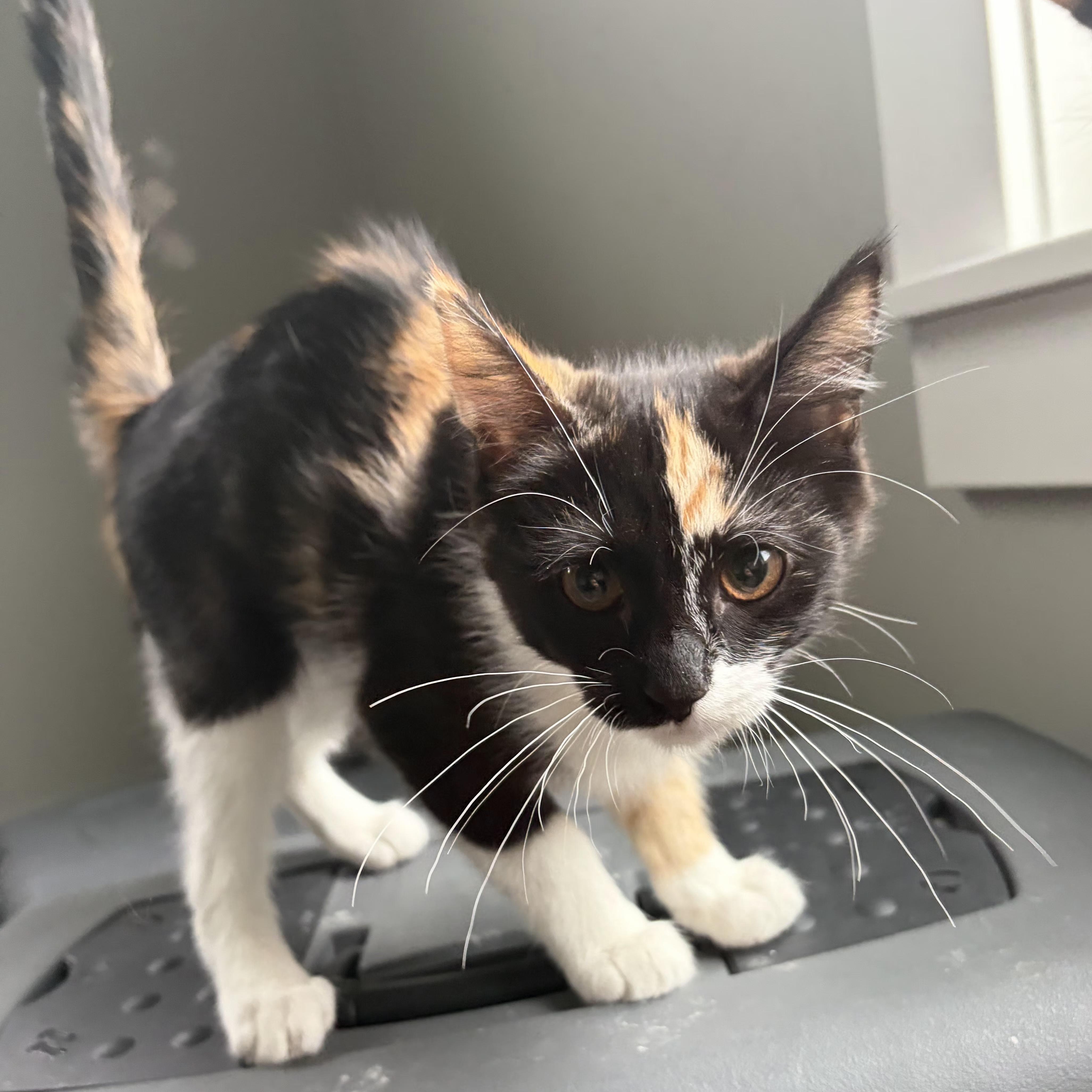 Espresso thumbnail 2