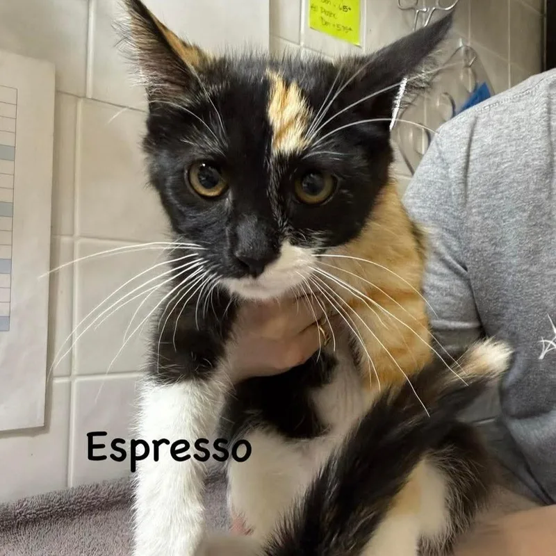 Espresso thumbnail 3