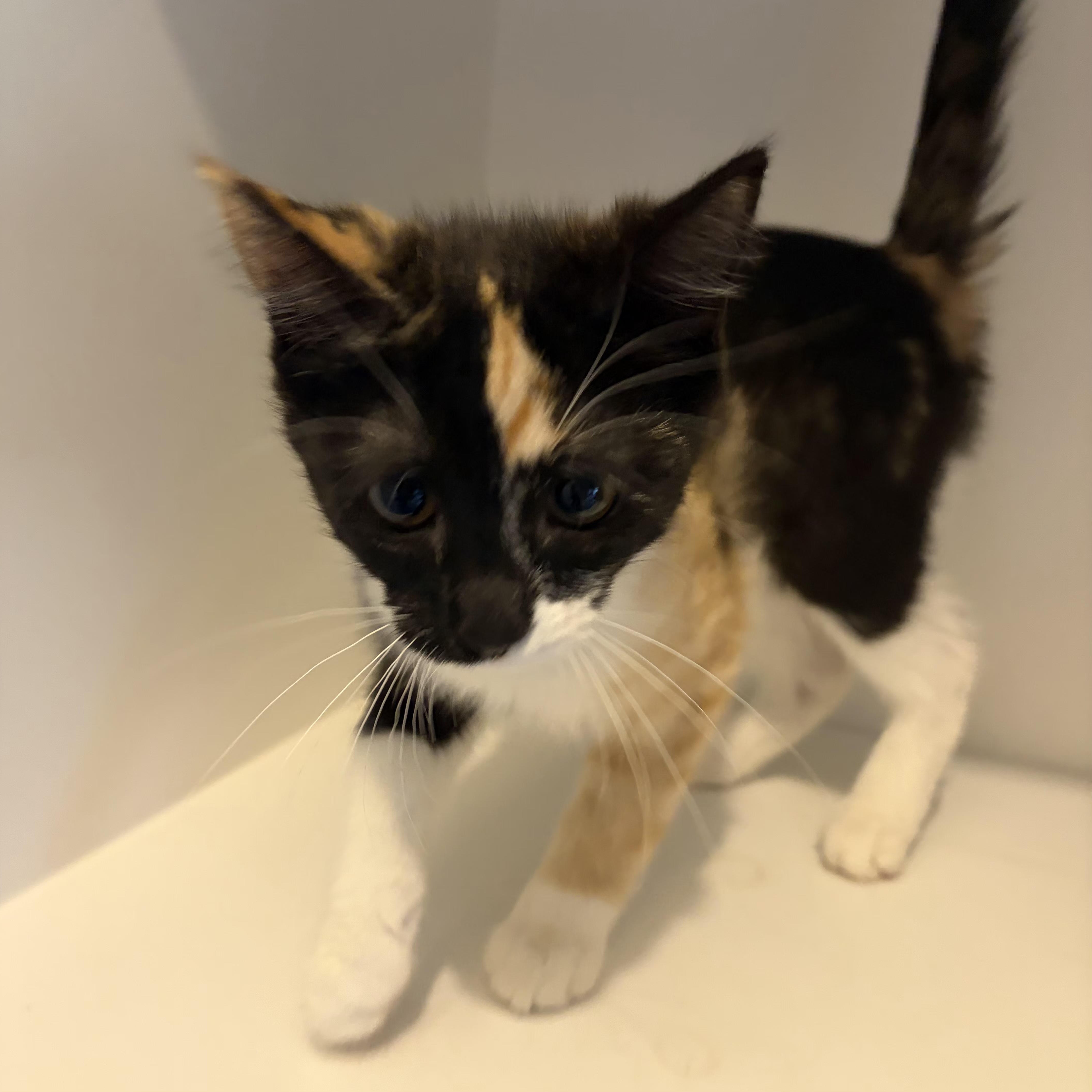 Espresso thumbnail 4