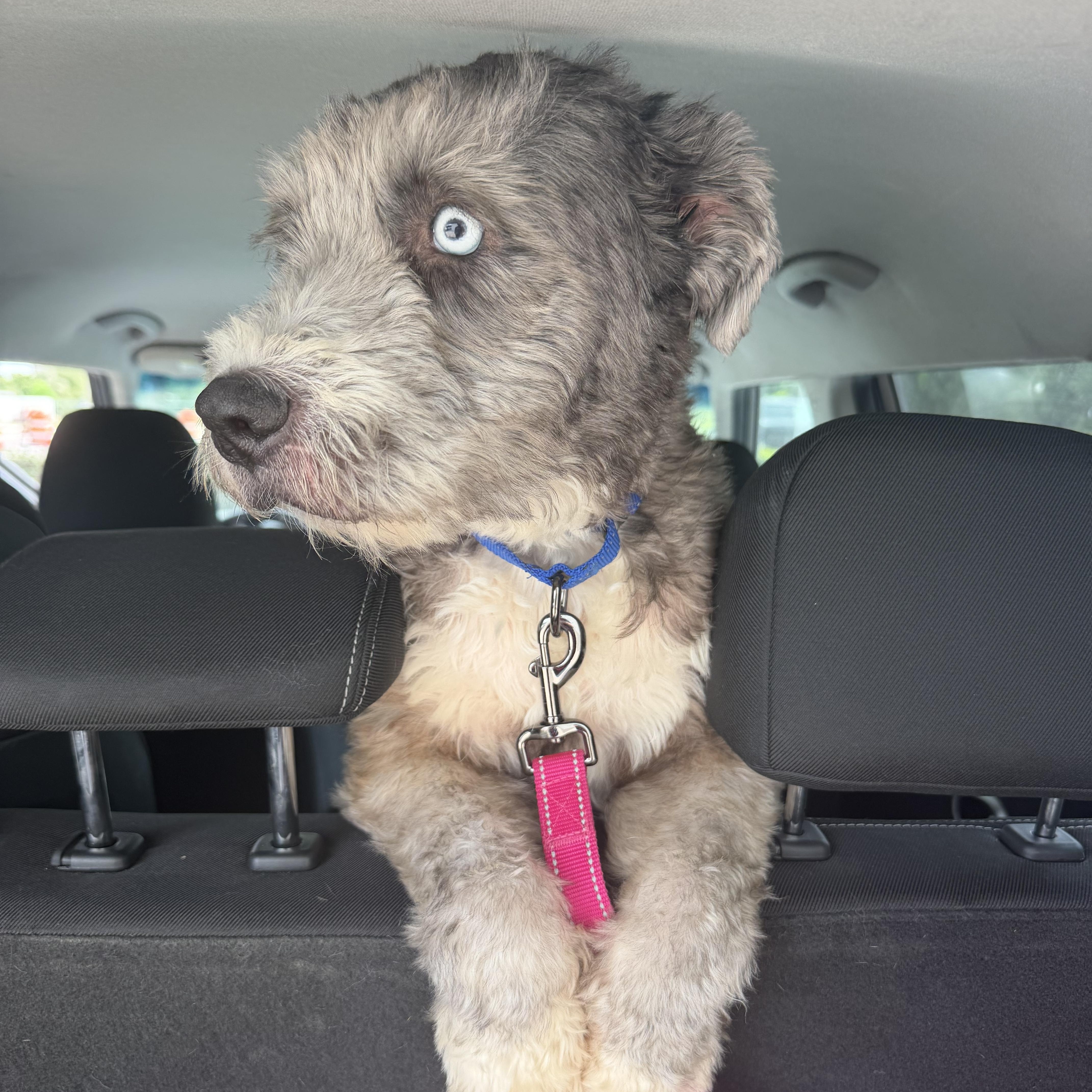 An adult medium-sized female Gray / Blue / Silver Sheep Dog dog named Bella for adoption in Tampa, FL