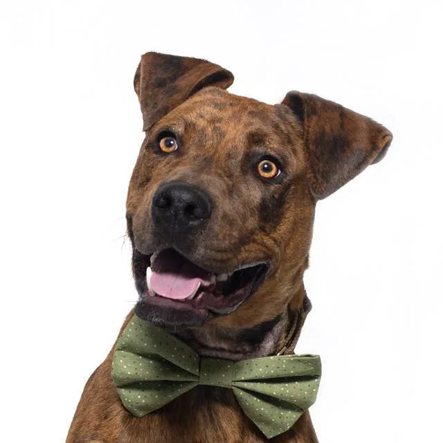 A young large-sized male American Staffordshire Terrier dog named Duke for adoption in Santa Barbara, CA