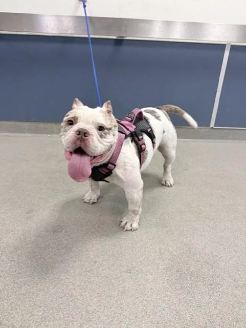 An adult medium-sized female American Bulldog dog named Kiara for adoption in Miami, FL