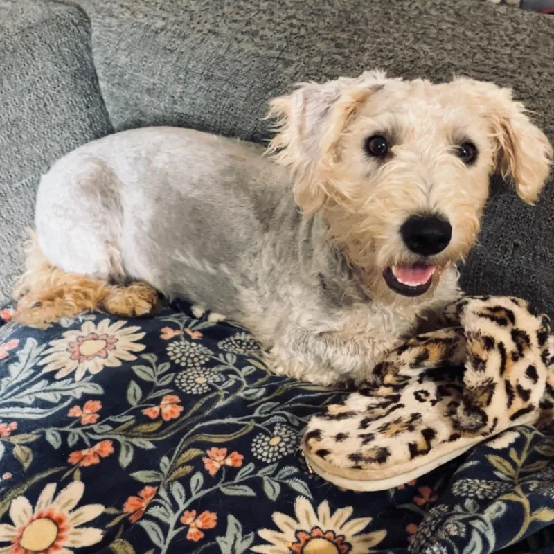 A baby small-sized female Yellow / Tan / Blond / Fawn Schnauzer dog named Bailey for adoption in Mobile , AL