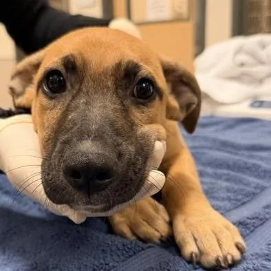 A baby small-sized female Black Mixed Breed dog named Bonnie for adoption in Jacksonville, FL
