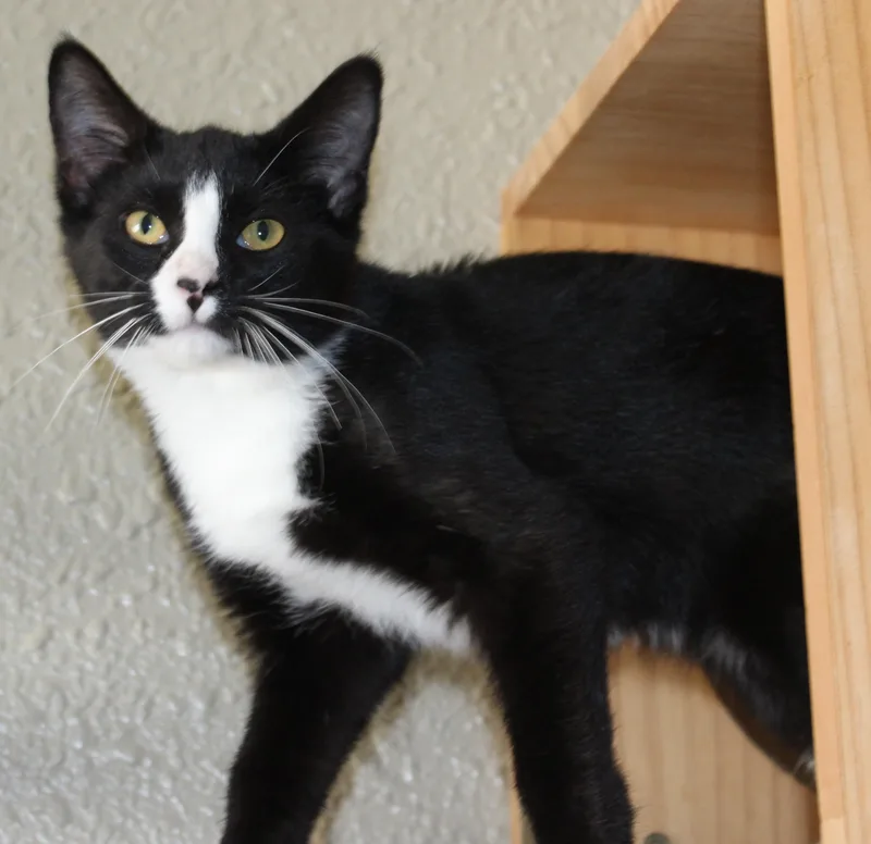 A young medium-sized female Black & White / Tuxedo Domestic Short Hair cat named Kona for adoption in Huron, SD