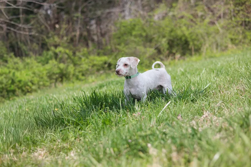Baxter Bean thumbnail 3
