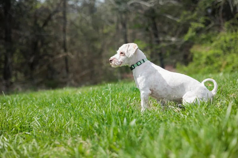 Baxter Bean thumbnail 5
