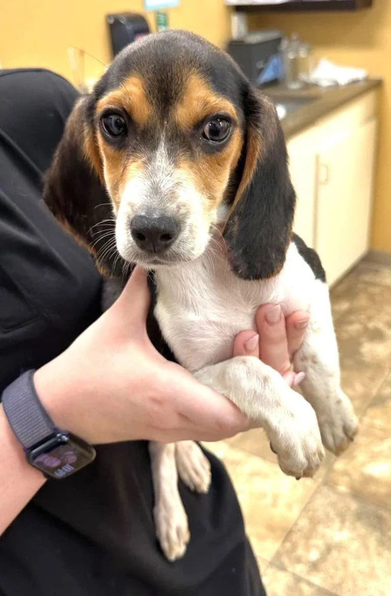 A baby small-sized male Beagle dog named Flush for adoption in Dunnellon, FL