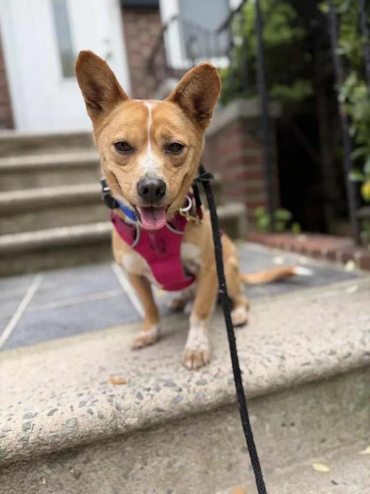 An adult small-sized male Jindo dog named Moojin for adoption in Long Island City, NY