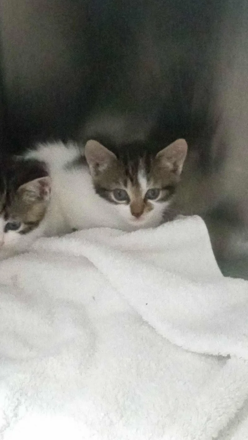 An adult medium-sized female Domestic Short Hair cat named Unknown for adoption in Burgaw, NC