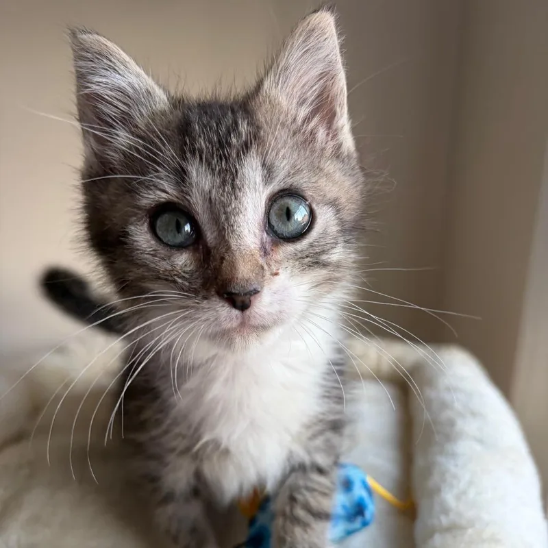 A baby small-sized male Brown / Chocolate Domestic Medium Hair cat named Sassafras for adoption in Lexington, KY