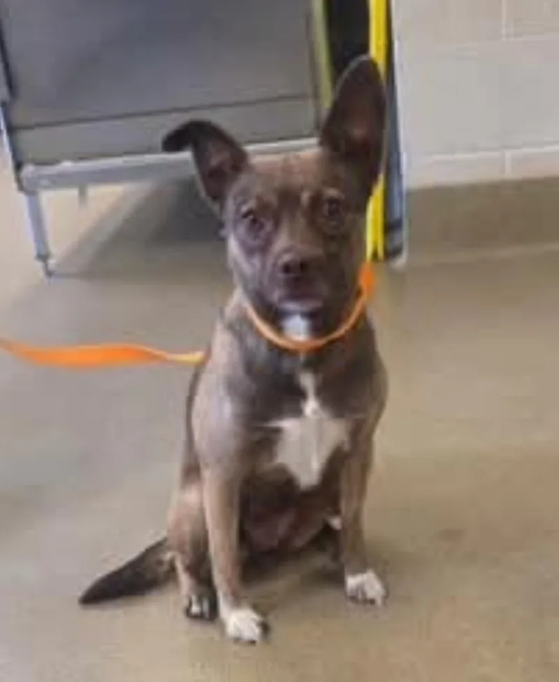 A young small-sized female Terrier dog named Paisley for adoption in Lemoore, CA