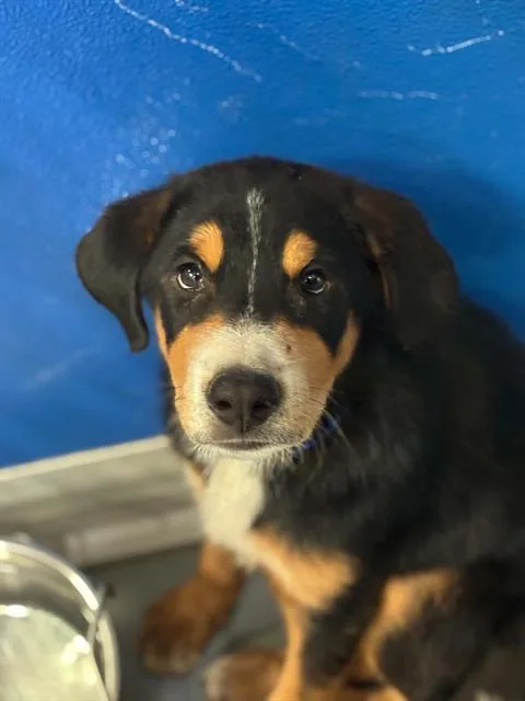 A baby small-sized male Labrador Retriever dog named A for adoption in Visalia, CA