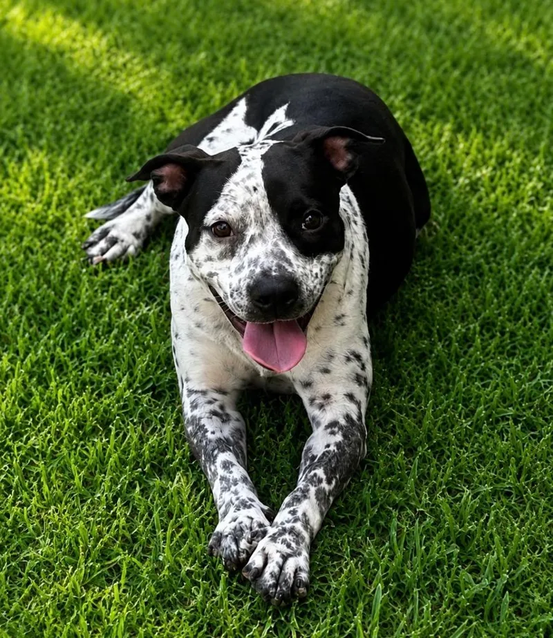 An adult medium-sized female Mixed Breed dog named Phoebe for adoption in Ocala, FL