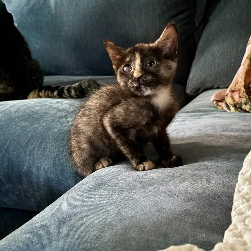 A baby medium-sized female Tortoiseshell Domestic Short Hair cat named Burrito for adoption in Cleveland Heights, OH