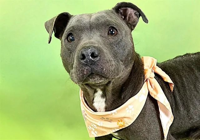 A young medium-sized female American Staffordshire Terrier dog named Paisley for adoption in Fort Lauderdale, FL