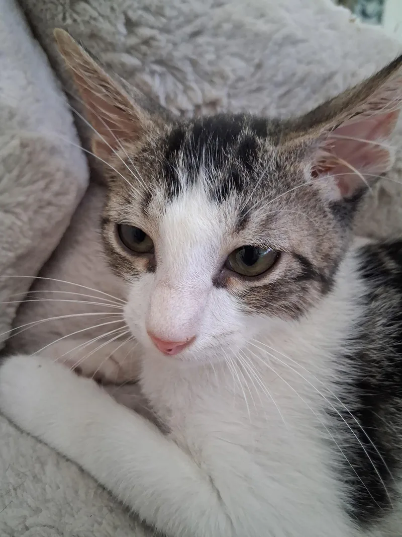 A baby medium-sized male Domestic Short Hair cat named Leon for adoption in Oviedo, FL