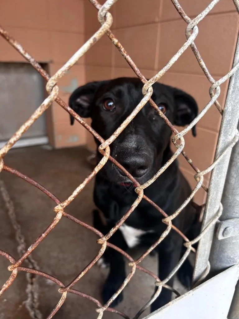 A baby small-sized male Labrador Retriever dog named Carter for adoption in Gautier, MS