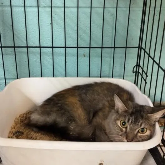 An adult medium-sized female Brown / Chocolate Domestic Medium Hair cat named lizzie McGuire for adoption in Gadsden, AL