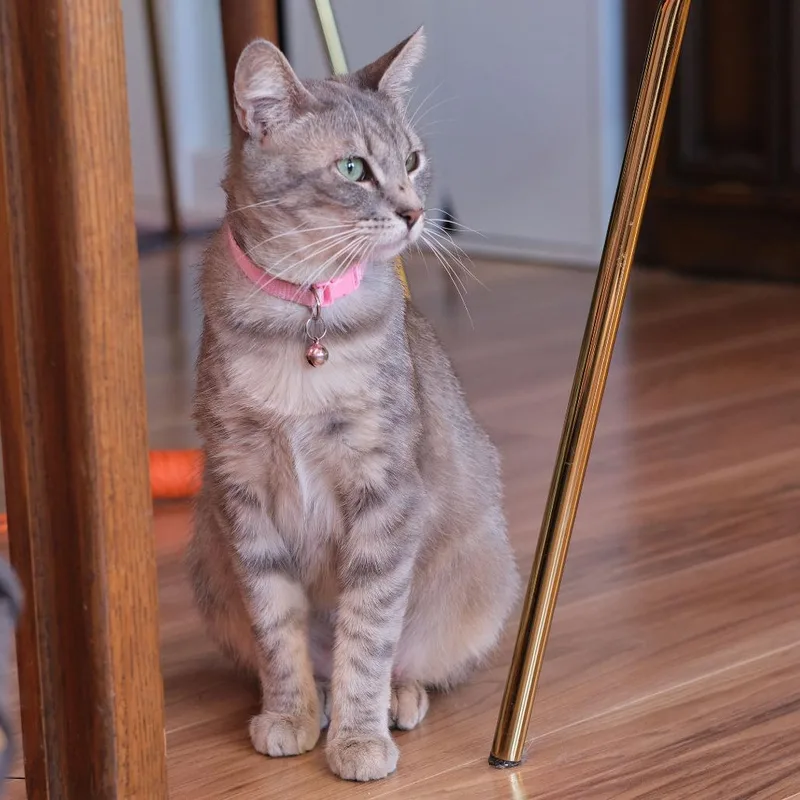 Buttercup thumbnail 2