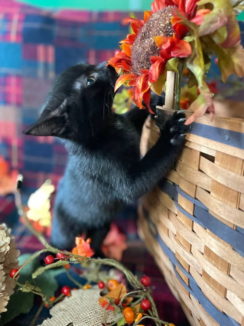 A baby small-sized male Black Domestic Short Hair cat named Wiley for adoption in Hartville, OH