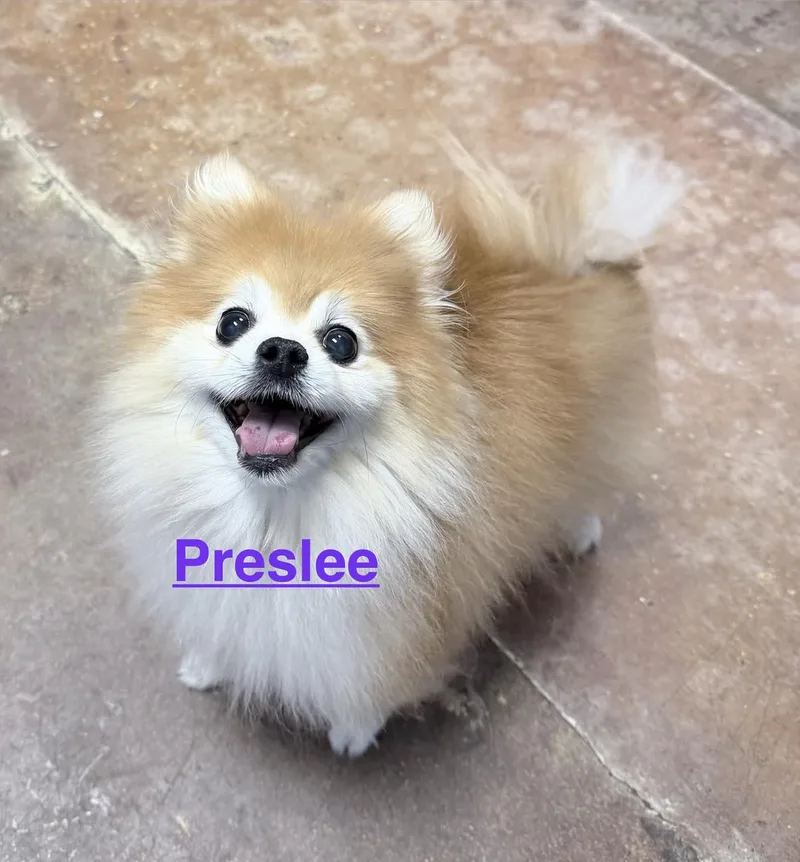 Preslee