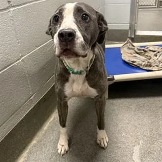 An adult medium-sized female Pit Bull Terrier dog named Roxy for adoption in Huntsville, AL