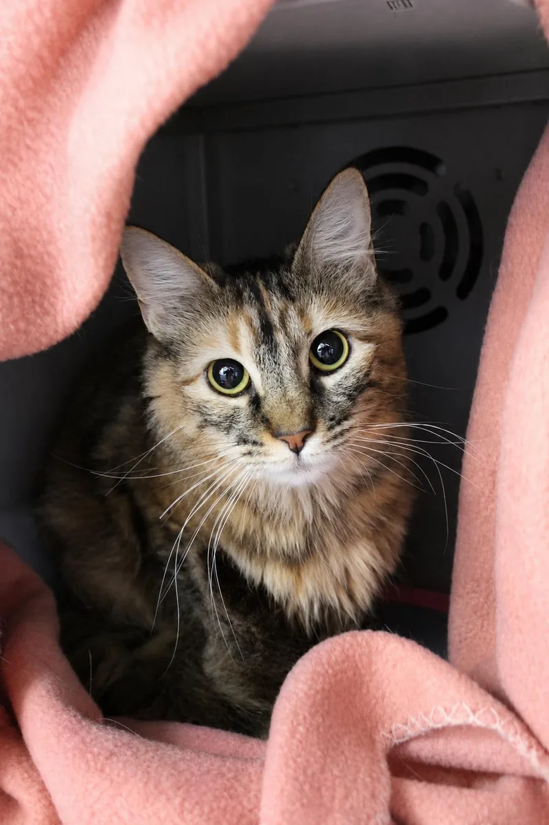 An adult medium-sized female Domestic Short Hair cat named Ruffles for adoption in Moundsville, WV