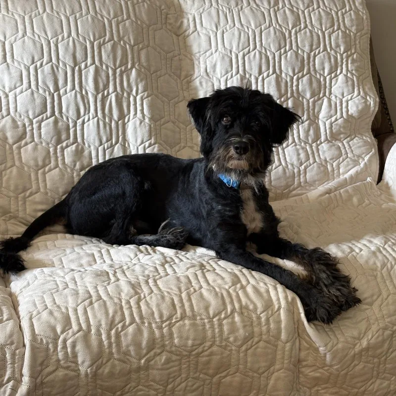 Bocephus
