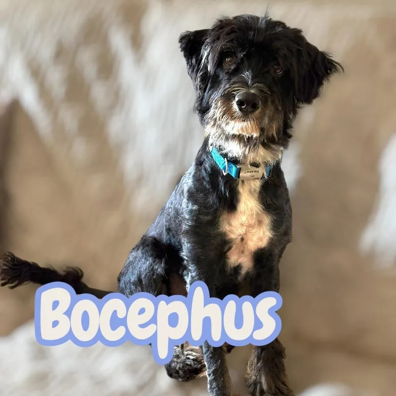 Bocephus thumbnail 2
