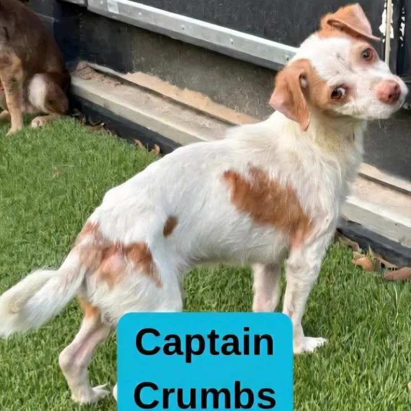 An adult small-sized male White / Cream Dachshund dog named Captain Crumbs D Arriving for adoption in Princeton, MN
