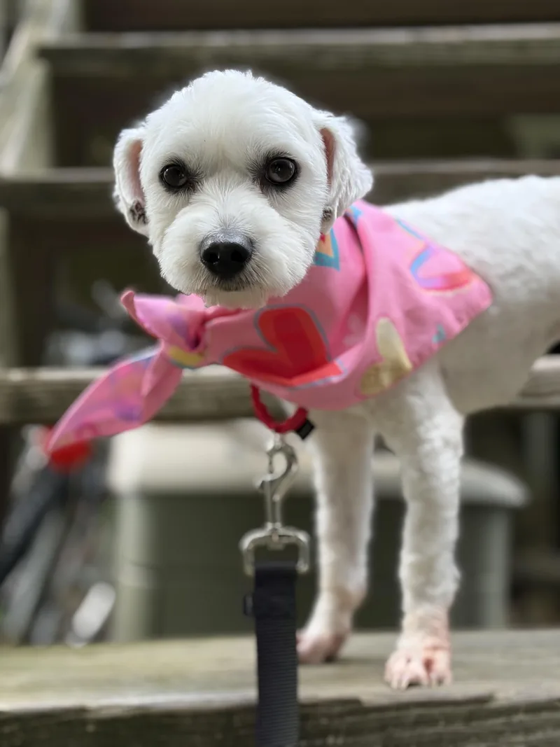 An adult small-sized female Maltipoo dog named Tea for adoption in Thornwood, NY