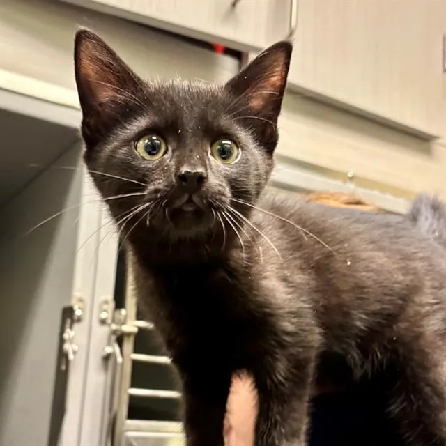 A baby small-sized male Domestic Short Hair cat named Sunny for adoption in Leesburg, VA