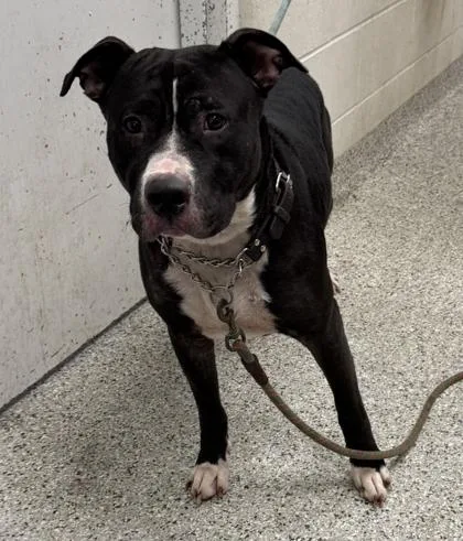 An adult extra large-sized male Black Pit Bull Terrier dog named Riddick for adoption in Kansas City, MO