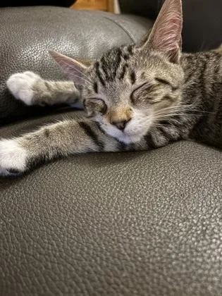 A young small-sized male Domestic Short Hair cat named B Alvin for adoption in North Charleston, SC