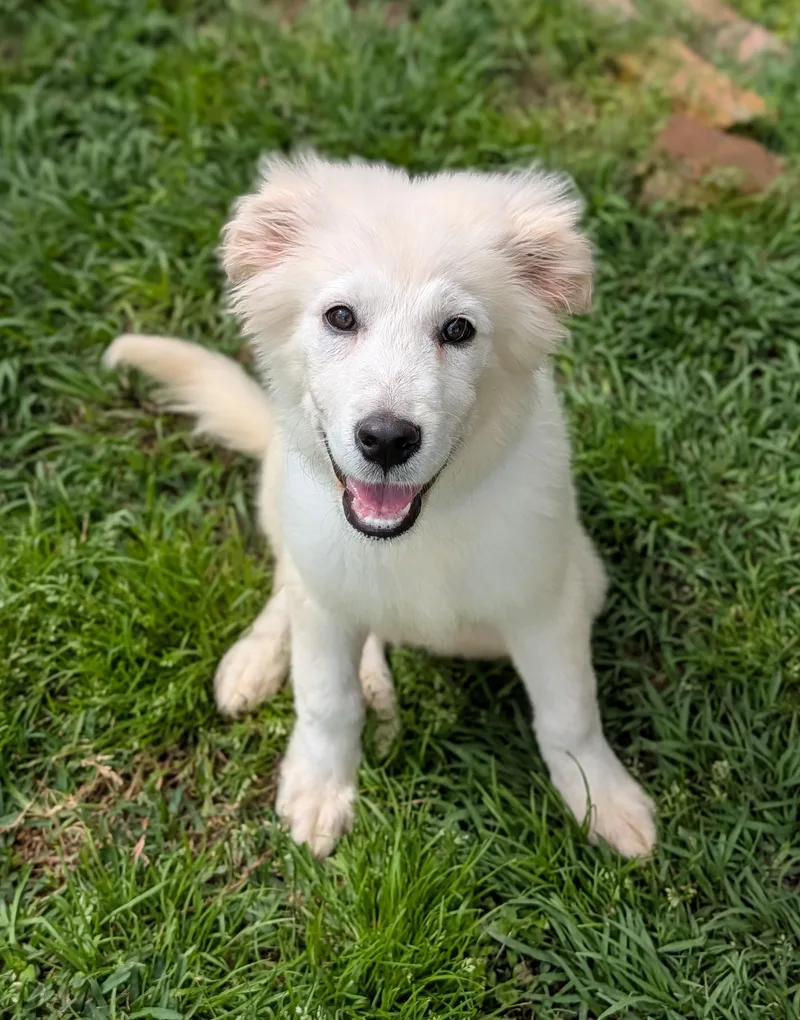 Marshmallow Fluff thumbnail 2