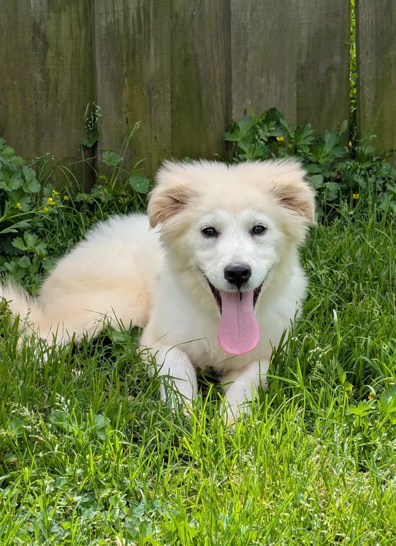 Marshmallow Fluff thumbnail 4