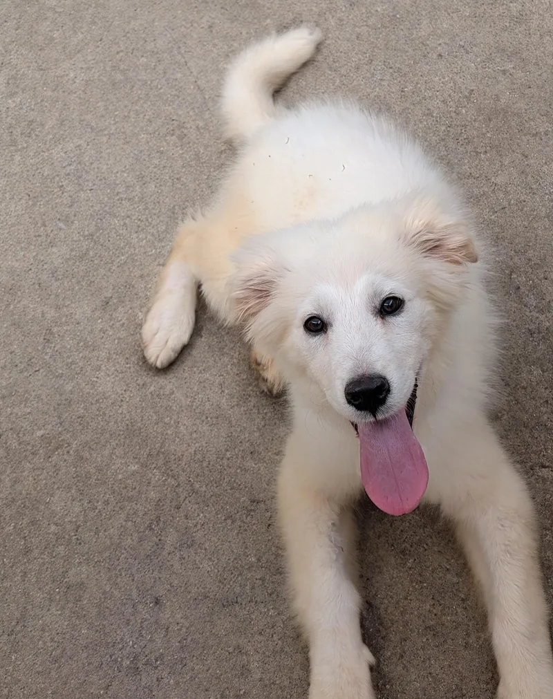 Marshmallow Fluff thumbnail 5