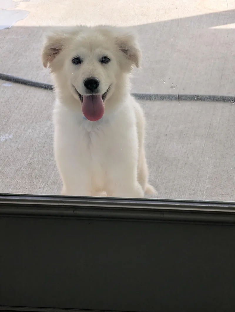 Marshmallow Fluff thumbnail 6