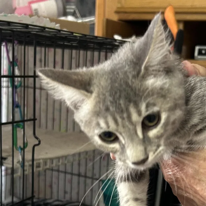 A young small-sized female Torbie Domestic Short Hair cat named Bnugget for adoption in Arizona City, AZ