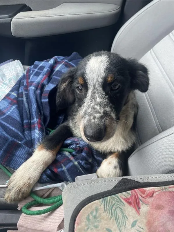 A baby medium-sized male Australian Shepherd dog named Rosco for adoption in Salisbury, MD