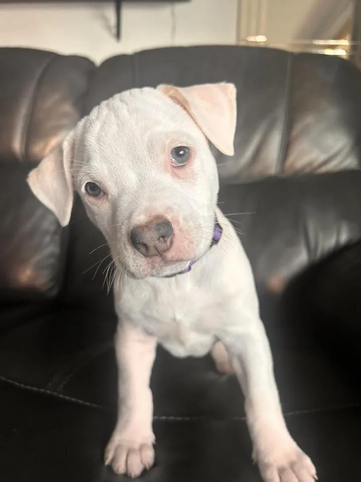 A young medium-sized female Pit Bull Terrier dog named Empower for adoption in Racine, WI