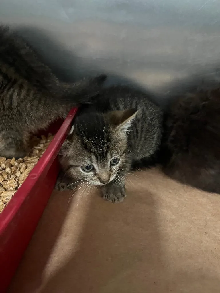 A baby large-sized female Domestic Short Hair cat named Cherry for adoption in Cartersville , GA