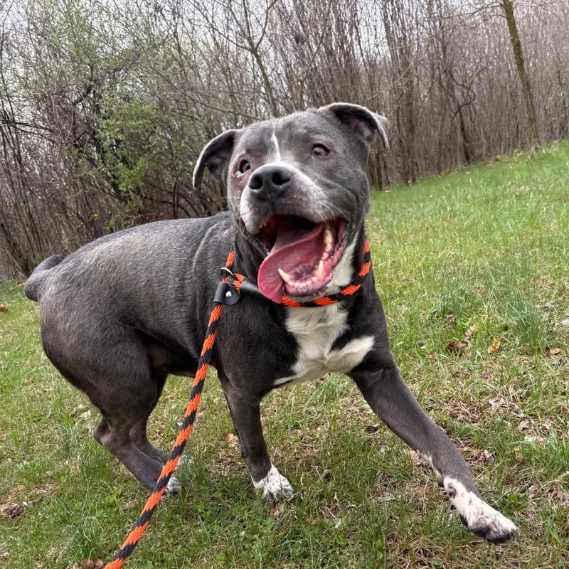 An adult large-sized male Pit Bull Terrier dog named Icarus for adoption in York, PA